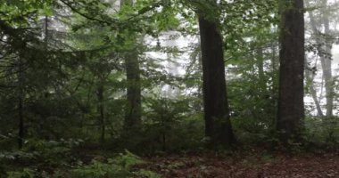 Sihirli orman çayır ağaçlar, otlar ve güneş ışınları