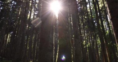 Sihirli orman çayır ağaçlar, otlar ve güneş ışınları