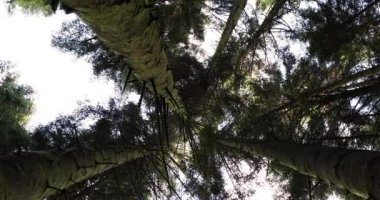 Uzun boylu kozalaklı ağaçlar ve orman içinde gök