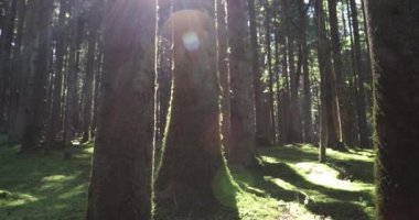 Sihirli orman çayır ağaçlar, otlar ve güneş ışınları