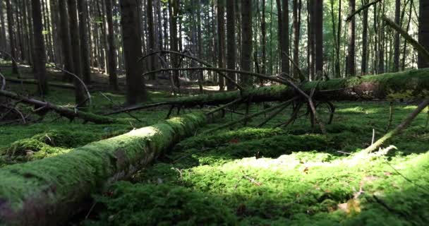 Bosque Mágico Prado Con Árboles Hierba Rayos Del Sol — Vídeos de Stock