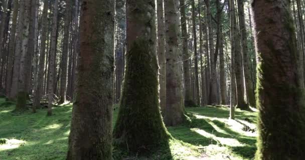 Magische Waldwiese Mit Bäumen Gras Und Sonnenstrahlen — Stockvideo