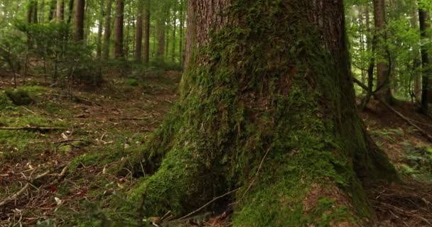 Prado Floresta Mágica Com Árvores Grama Musgo — Vídeo de Stock