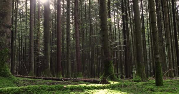 Prado Floresta Mágica Com Árvores Grama Raios Sol — Vídeo de Stock