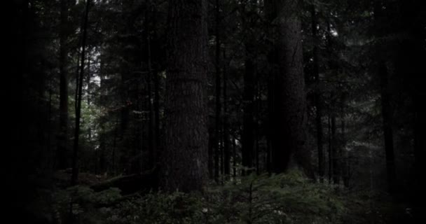 Gruselige Alte Retro Effekt Waldlandschaft — Stockvideo