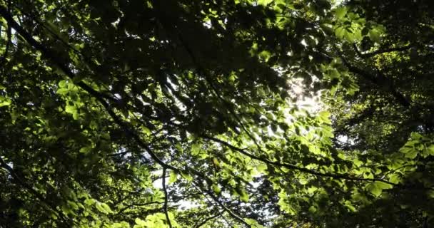 与树木和太阳射线的魔法森林草甸 — 图库视频影像