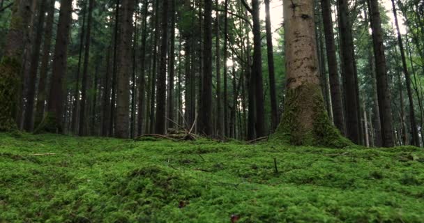 Magische Waldwiese Mit Bäumen Gras Und Sonnenstrahlen — Stockvideo