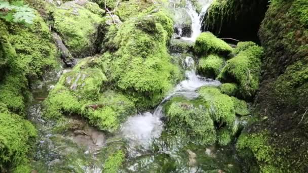 森林ストリームと緑色のコケに覆われた岩 — ストック動画