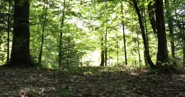 Bosque Mágico Prado Con Árboles Hierba Arbustos — Vídeo de stock