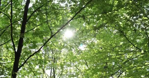 Vue de dessus des feuilles vertes en mouvement avec les rayons du soleil 