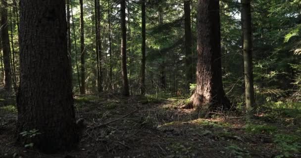 Prado Floresta Mágica Com Árvores Grama Raios Sol — Vídeo de Stock