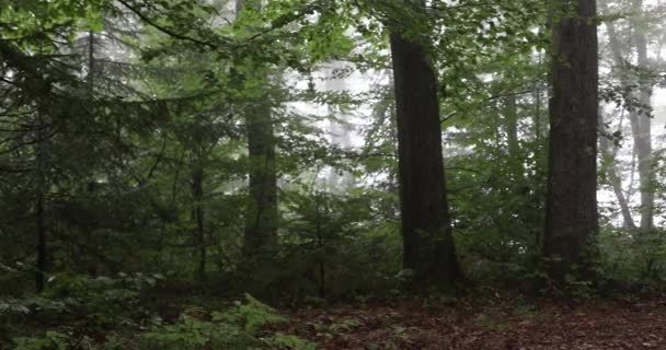 Волшебный Лесной Луг Деревьями Травой Солнечными Лучами — стоковое видео