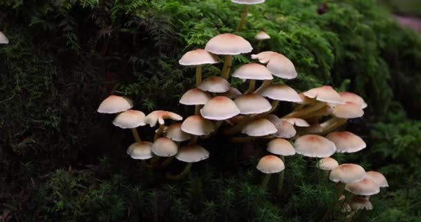 Cogumelos Que Crescem Árvore Musgosa Floresta Verde — Vídeo de Stock