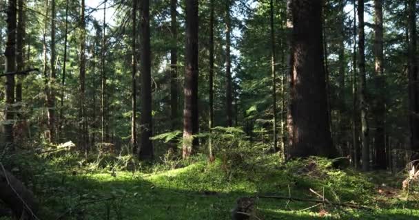 Magiska Skogen Äng Med Träd Gräs Och Buskar — Stockvideo