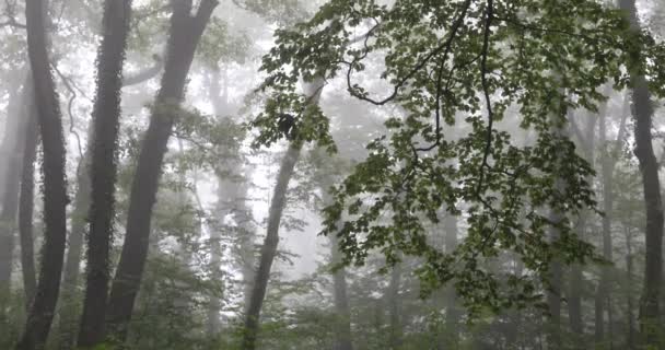 Árvores Verdes Manhã Nebulosa Floresta — Vídeo de Stock