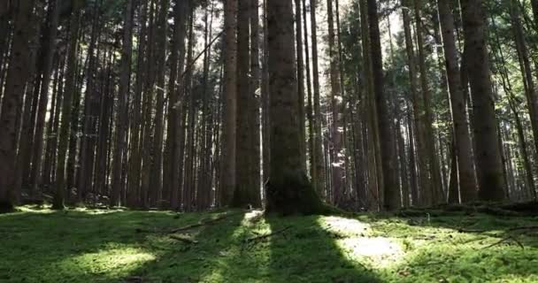与树木 草和太阳射线的魔法森林草甸 — 图库视频影像