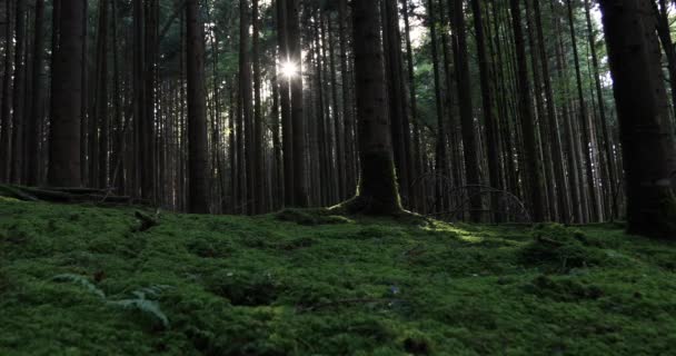 Bosque Mágico Prado Con Árboles Hierba Rayos Del Sol — Vídeos de Stock