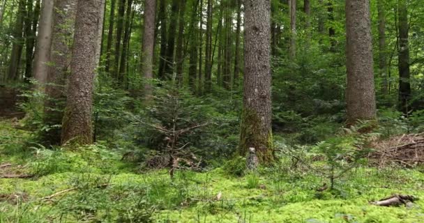 Чарівний Лісовий Луг Деревами Травою Кущами — стокове відео