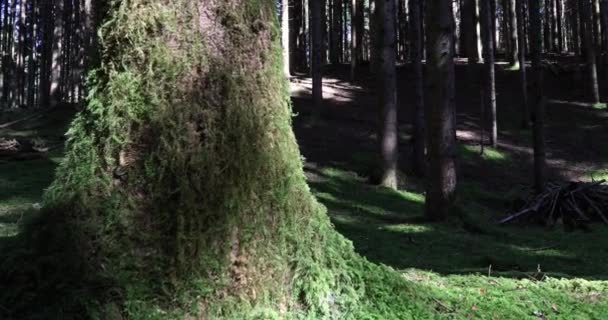 Мокрий Зелений Стовбур Дерева Лісі Сонячним Світлом Тінями — стокове відео