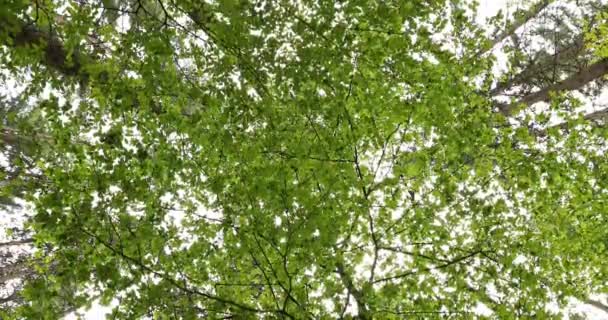 Blick Von Oben Auf Grüne Blätter Bewegung — Stockvideo
