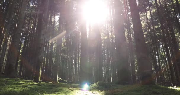 草和灌木的魔法森林草甸 — 图库视频影像