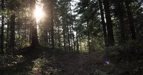 Prado Floresta Mágica Com Árvores Grama Raios Sol — Vídeo de Stock