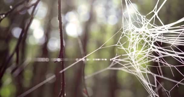 Spindelnät Träd Och Starkt Solljus Skogen — Stockvideo