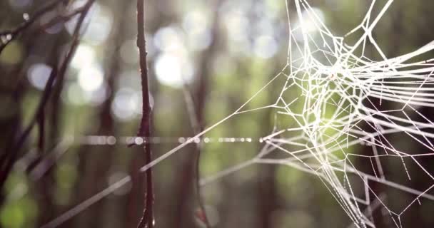 Telaraña Árbol Luz Del Sol Brillante Bosque — Vídeos de Stock