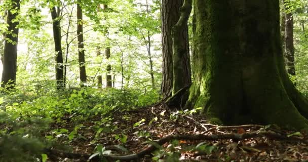 Belos Detalhes Floresta Dia Ensolarado — Vídeo de Stock