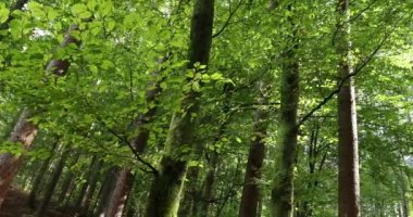     Büyülü güneşli orman ağaçları. Kaymak cihazları. 