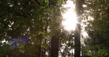    Güneş ışınları ve ışınlar ormandaki ağaçlar. 