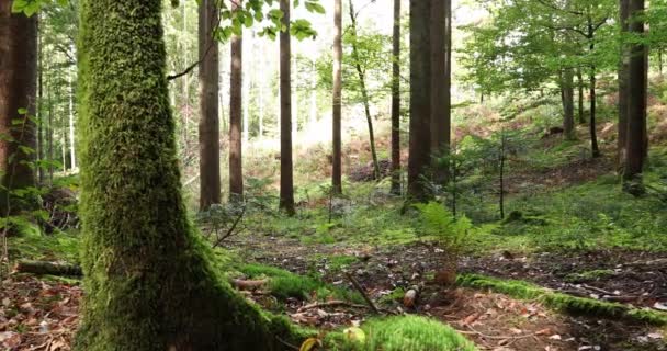 日当たりの良い森林樹木の景観 スライダーの装置 — ストック動画