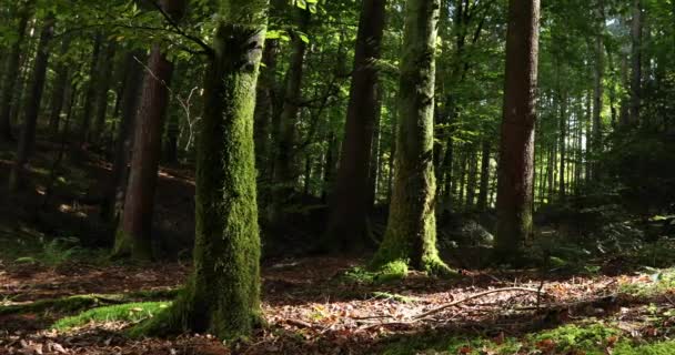     Arbres ensoleillés avec ombres dans la forêt. Équipement de curseur utilisé. Mouvement lent . 