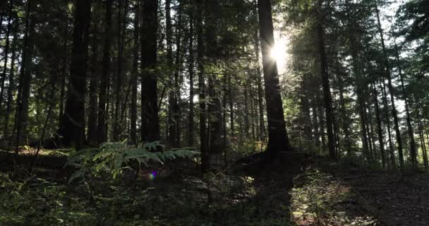 Vackra Solstrålarna Trädstam Skogen — Stockvideo