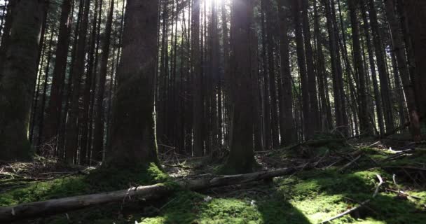 Magiska Soliga Barrträd Mossiga Skogen Marken — Stockvideo