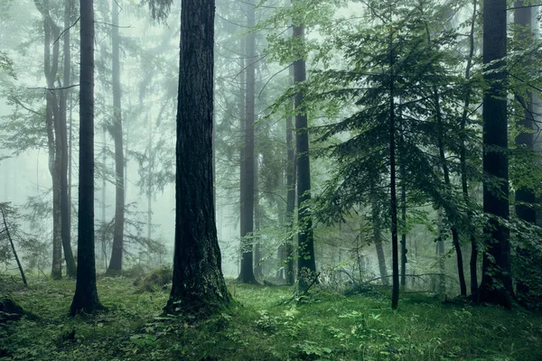 Paysage Forestier Brouillard Couleur Vert Foncé — Photo