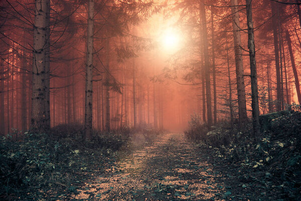 Fantasy red colored foggy forest with mystic sunlight. Color filter effect used.