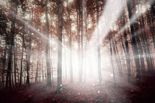 Forêt Brumeuse Couleur Rouge Magique Avec Rayon Fond Bokeh Clair — Photo