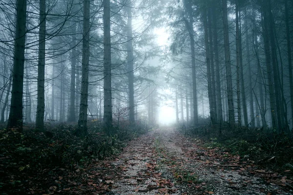 怖い青色塗装暗い Foogy 森林景観 — ストック写真