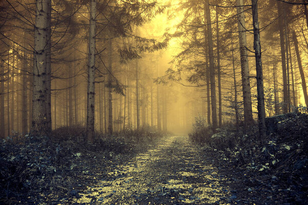Fantasy orange foggy forest with mystic light. Color filter effect used.