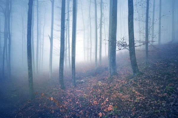 Foggy Lesní Strom Krajinném Zázemí — Stock fotografie