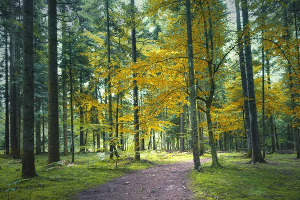 Paisagem Floresta Outono Colorido Com Caminho — Fotografia de Stock