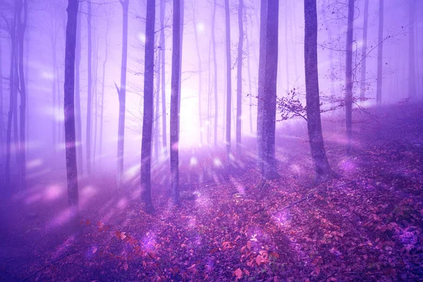 Fantasy Luci Astratte Nella Nebbiosa Foresta Colore Rosa — Foto Stock