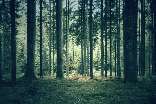 Tajemný Tmavě Zelená Lesní Krajina — Stock fotografie