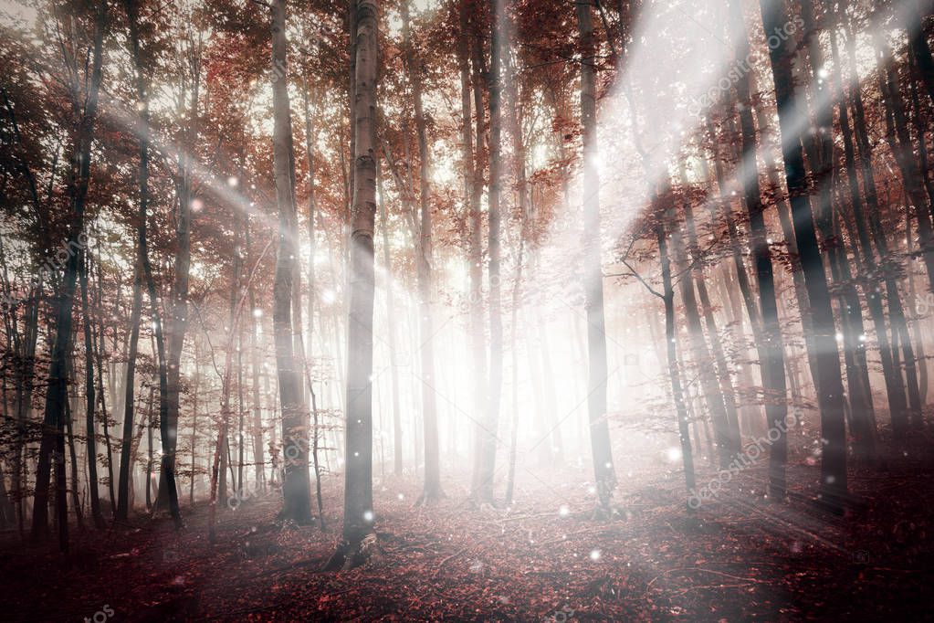 robsonphoto
