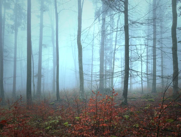 Blaues Nebellicht Der Morgendlichen Waldlandschaft — Stockfoto