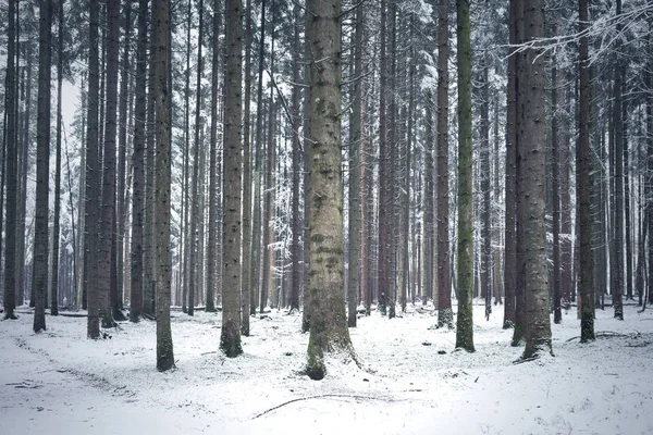 Snow Coniferous Forest Trees Landscape — Stock Photo, Image