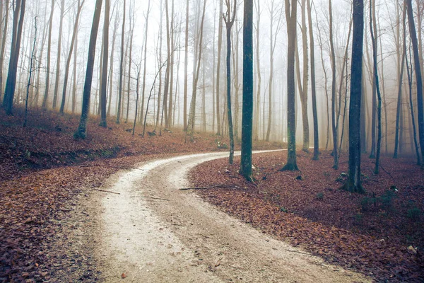 Mysterieuze Mistige Bruin Gekleurde Forest Road — Stockfoto