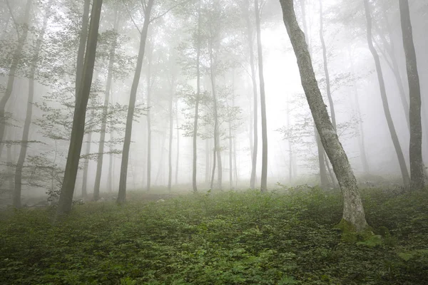 Beaux Arbres Forestiers Brumeux Matinaux Aux Feuilles Vertes — Photo