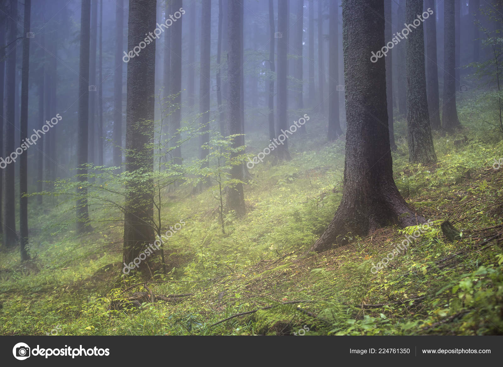 Forest Blur Stok Foto